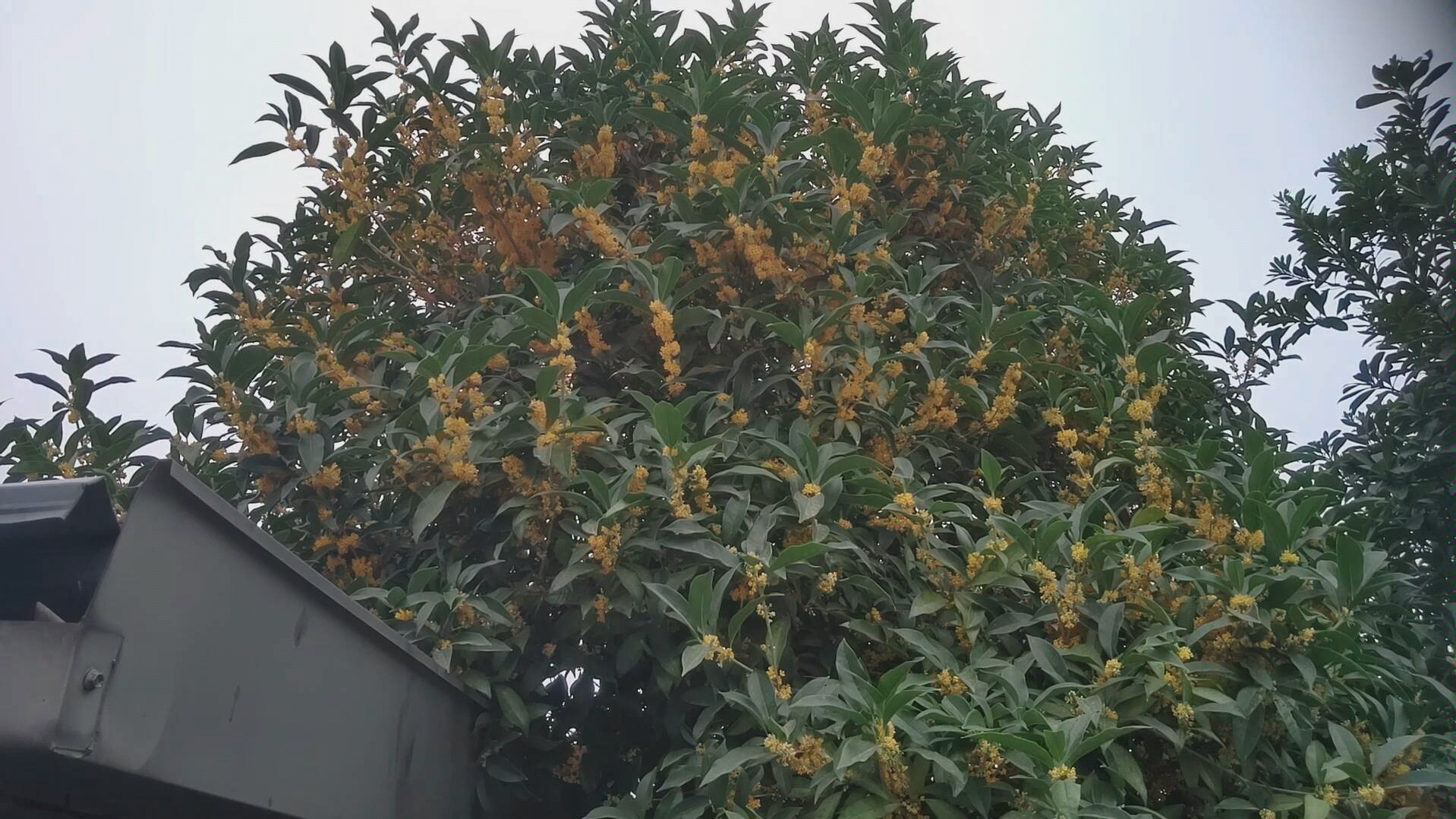 [图]自家的桂花树，摘下晒干，当配料，美滋滋