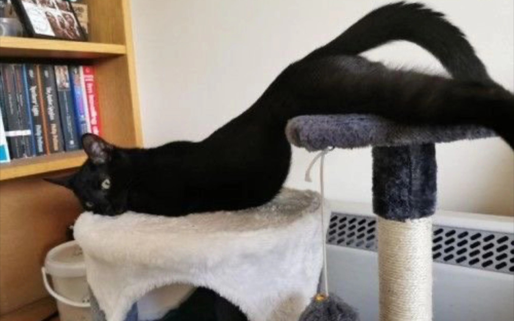 经典黑猫沙雕图片