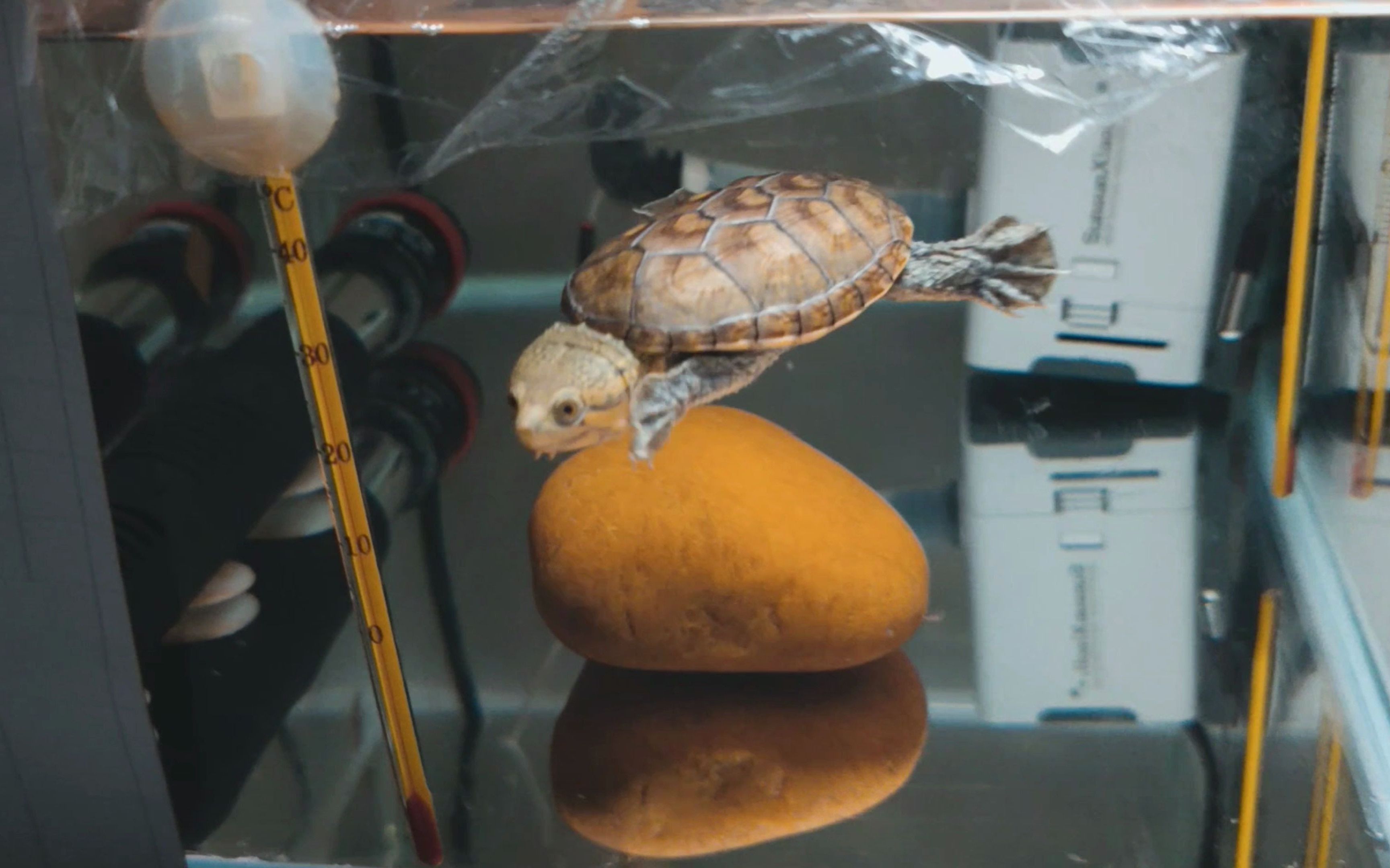 蛋龟之王 - 窄桥蛋龟