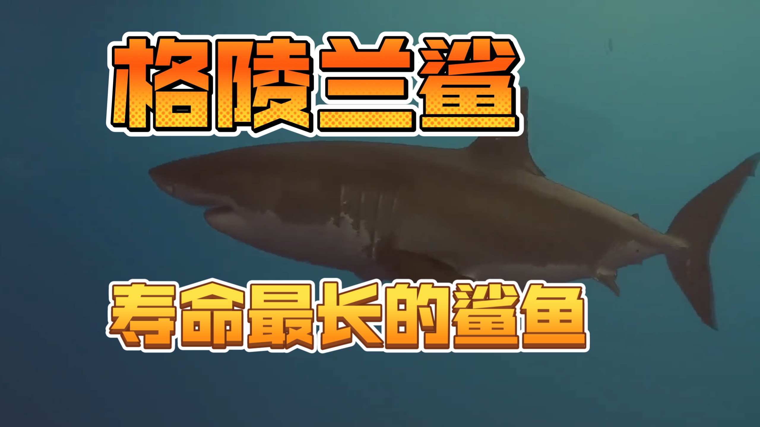 格陵兰鲨,全球最神秘的鲨鱼!也是最长寿的海洋生物!