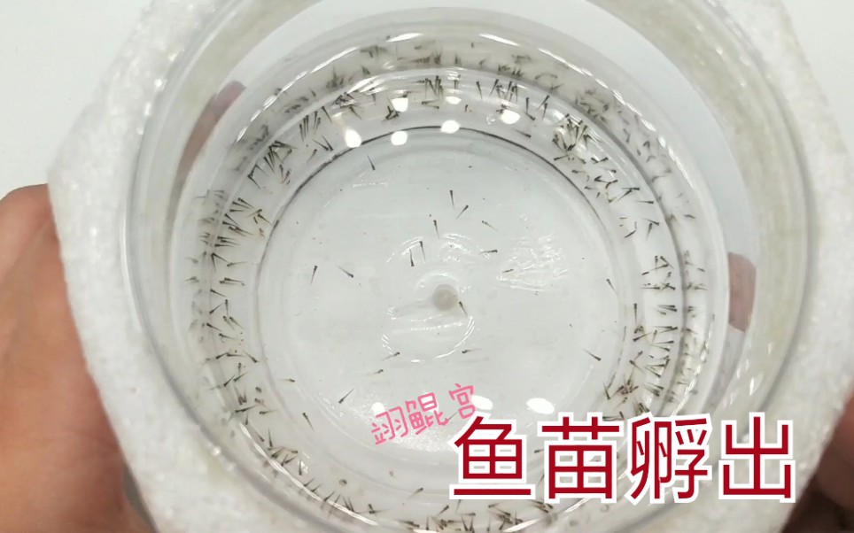 斑马鱼繁殖记录经验分享四day4鱼苗孵化成功