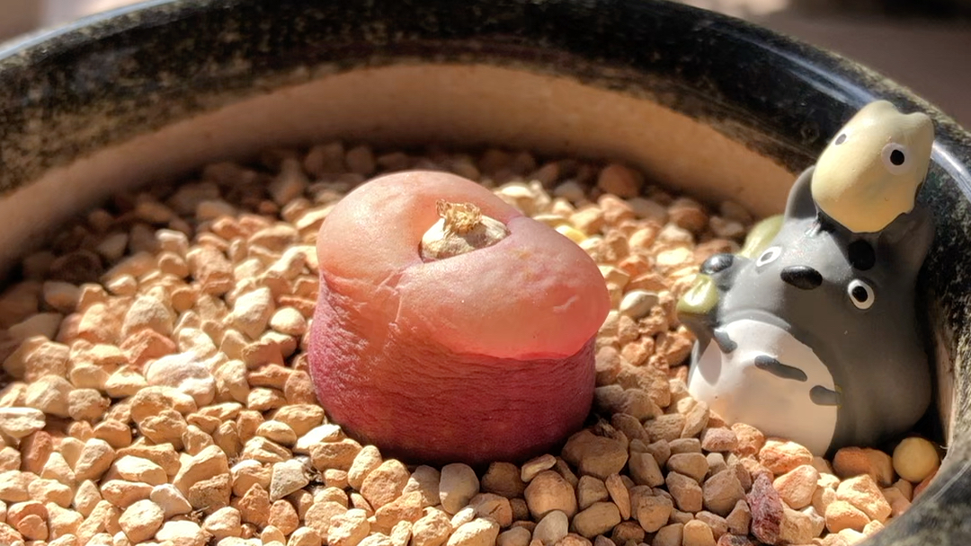 韩国红宝石毛汉尼,超级大种荚,现在蜕皮控水中.