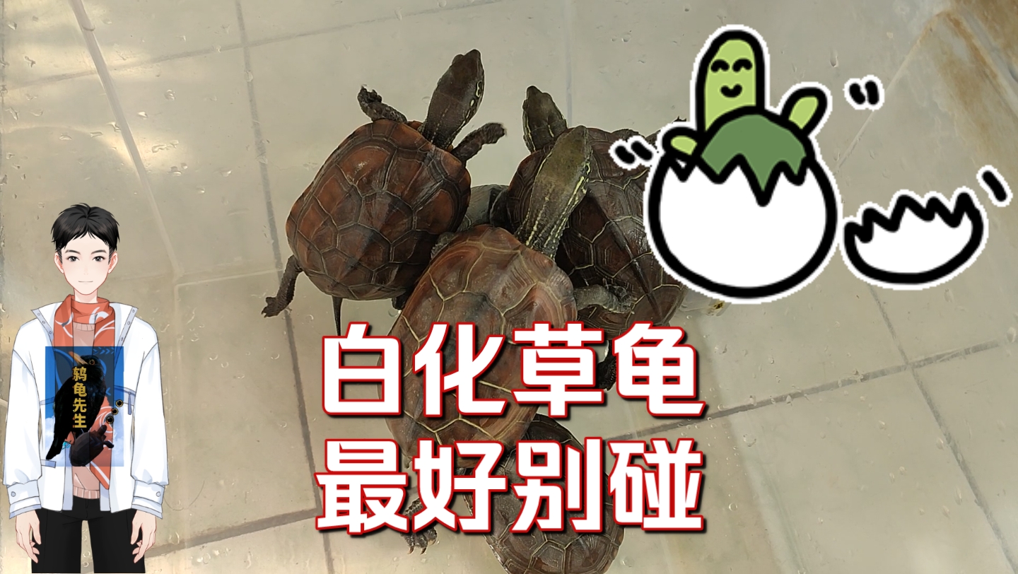 体质差,易生病,易死亡,有基因缺陷的白化草龟为何能火热起来?