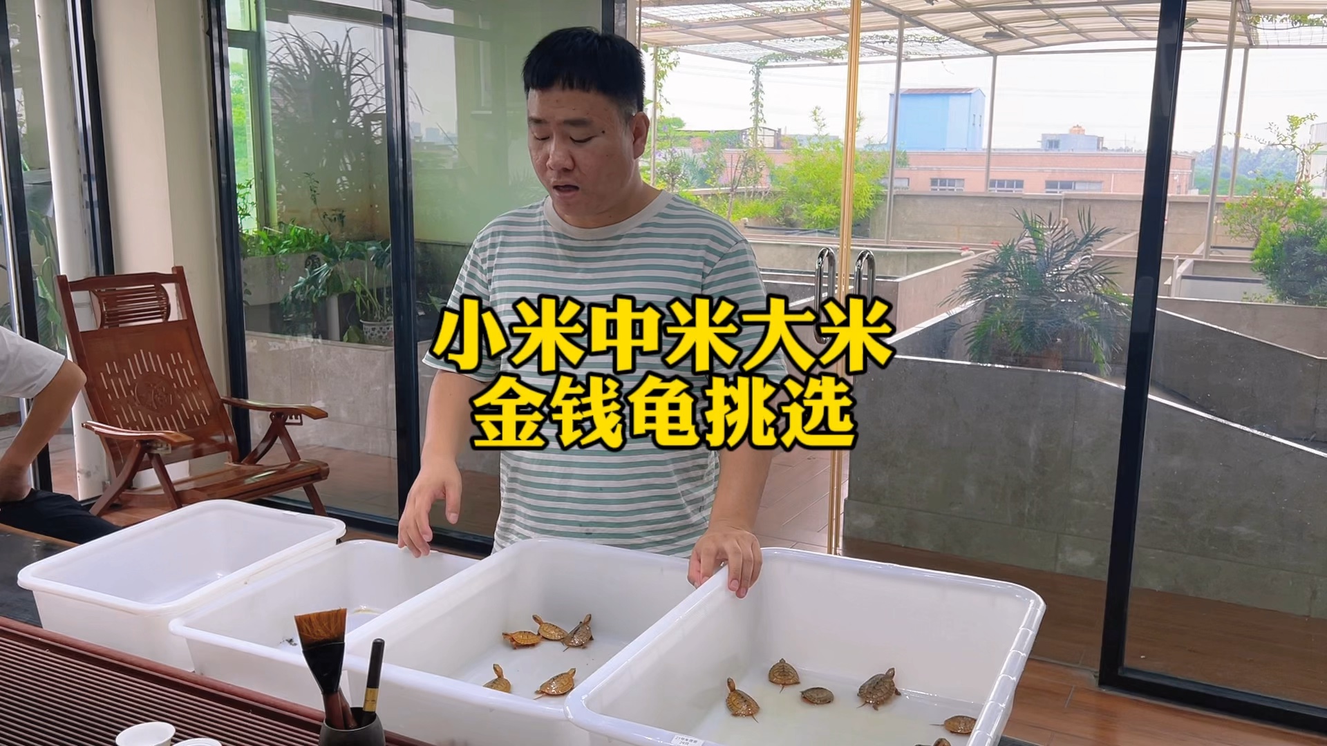 越南金钱龟小米中米大米,你会挑选那种品相的金钱龟