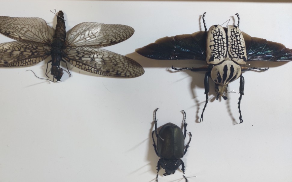 阳阳阳大王花金龟go标本入框