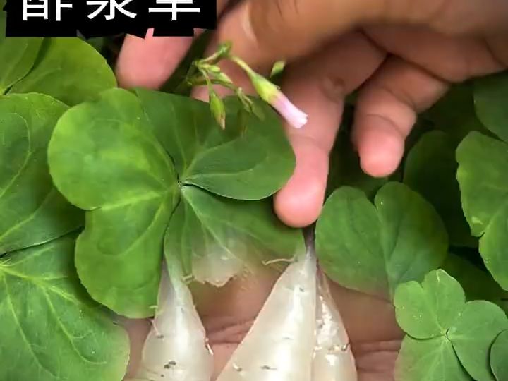 酢浆草(三叶草)的水晶小萝卜!