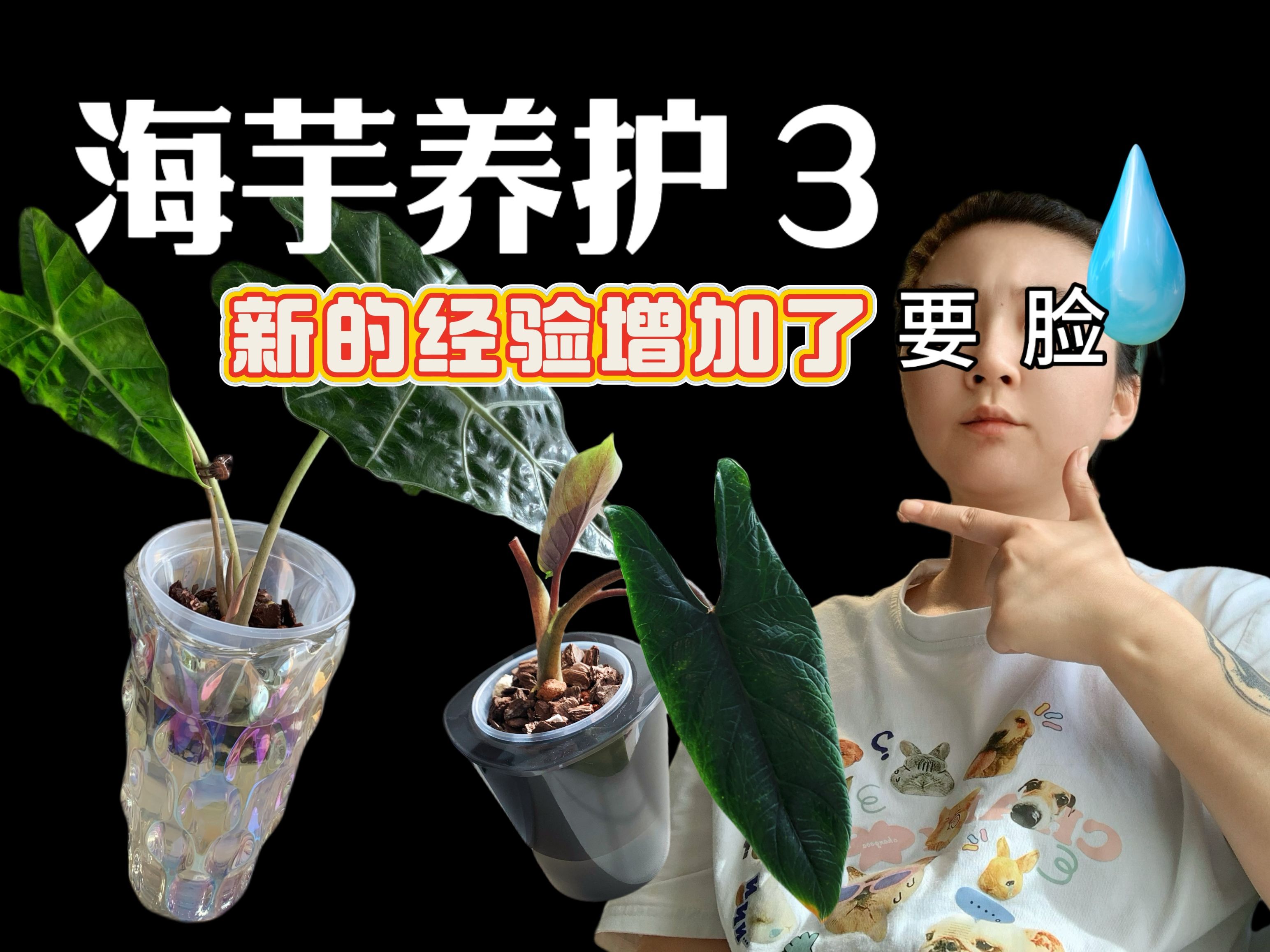 海芋养护3|喜提水培的大仙女