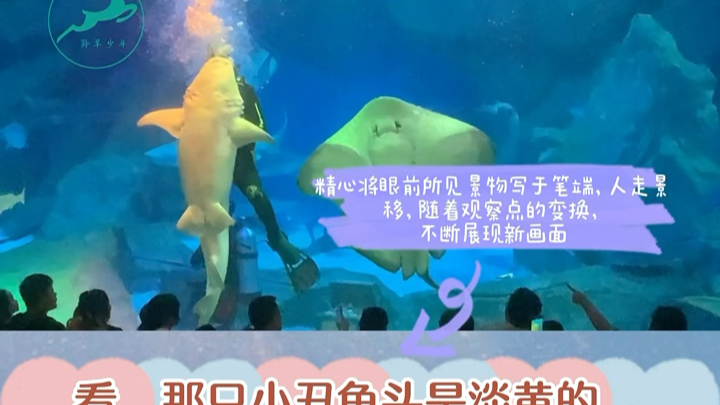 怎样写好水族馆?首先移步换景,随着观察点的变换,将眼前所见景物写于笔端;其次要详略得当,重点写自己印象深刻的动物.哔哩哔哩bilibili