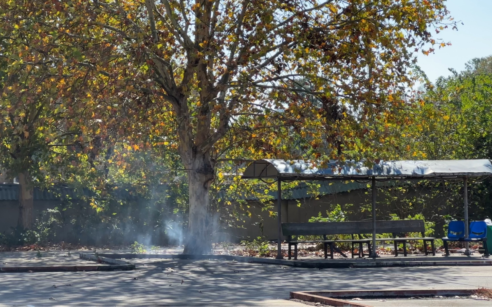 深秋,悬铃木或梧桐树下,黄绿相间的叶子铺了一地.