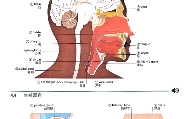 【DK英语10000词】#04内部器官#4.3头部Head/4.4生殖器官Reproductive Organs哔哩哔哩bilibili