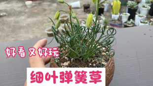 天气转热 你家弹簧草叶子开始发黄了 别担心 他是要休眠了 分享下弹簧草休眠的小知识点 哔哩哔哩