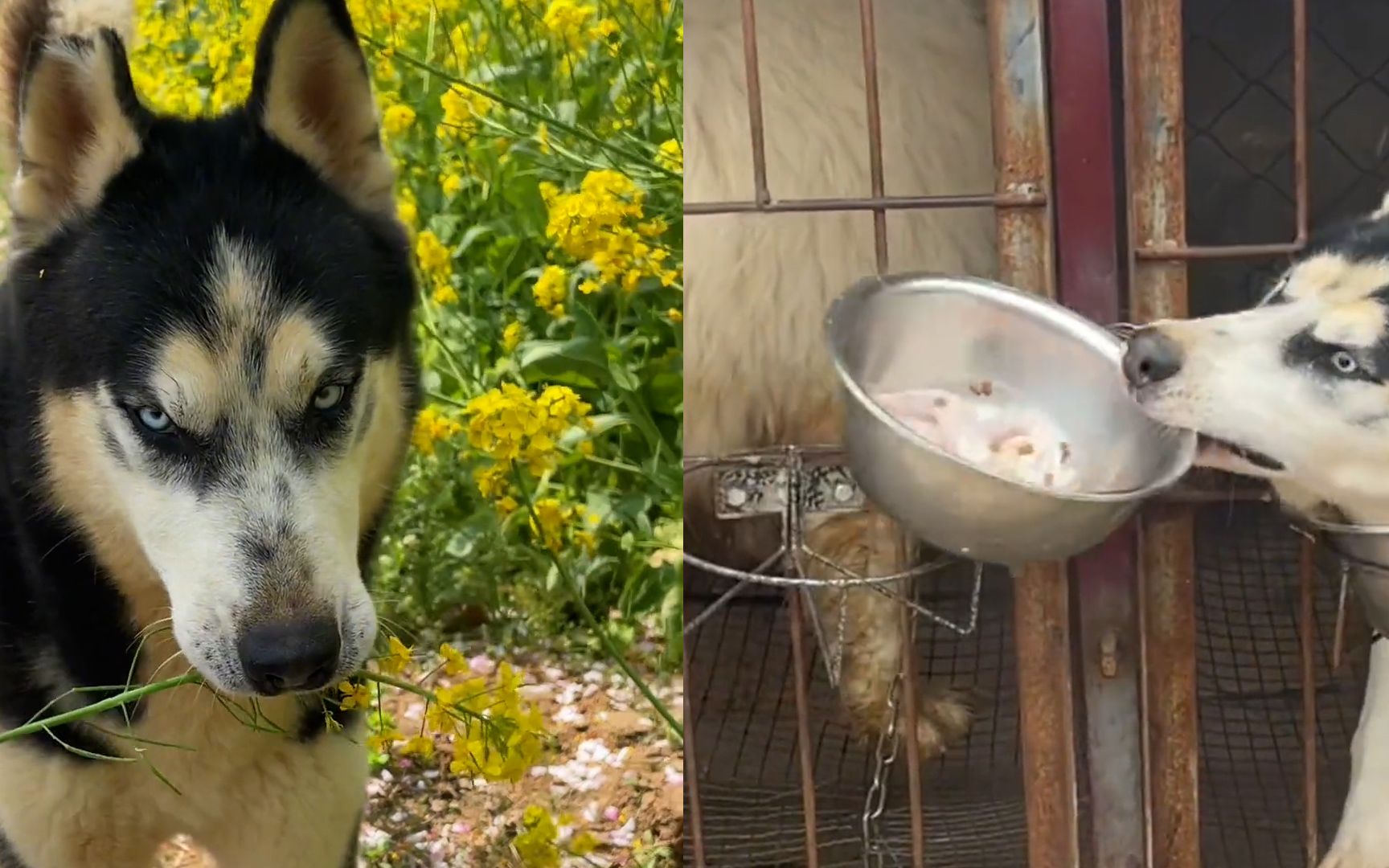 哈士奇隔笼抢藏獒美食,脖子一伸连盆端走叼走疯狂干饭:等你出笼
