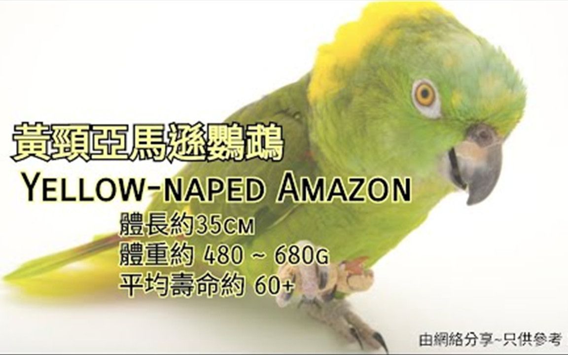 鹦鹉品种分享介绍 ~黄颈亚马逊鹦鹉 ~ Yellownaped Amazon哔哩哔哩bilibili