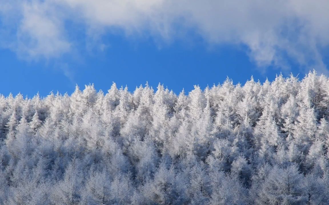 视频素材 ▏d132 2k超高清画质唯美漂亮冬天冬季雪景下雪雪花飘落冰雪