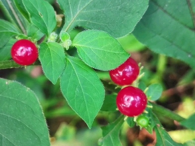 红丝线:娇艳欲滴的果实,随手一拍又是一中草药