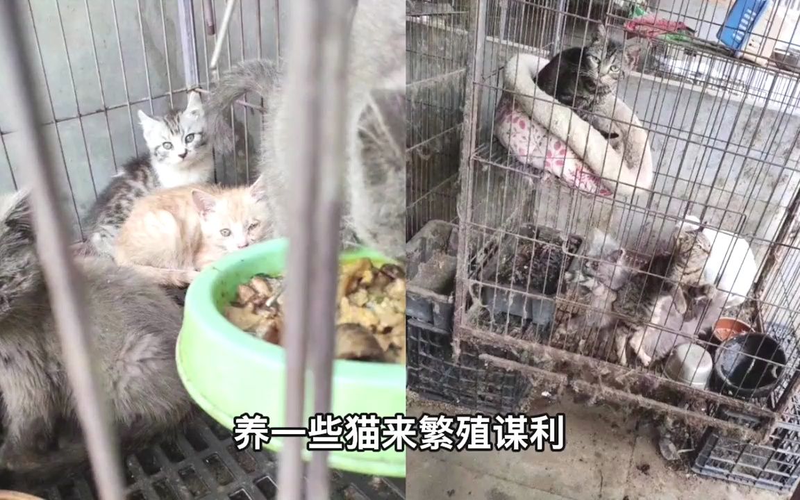 这就是后院猫舍,人人喊打的理由