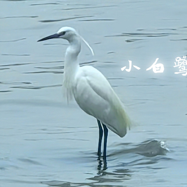 小白鹭（Egretta garzetta）_哔哩哔哩_bilibili