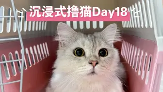 Video herunterladen: 沉浸式撸猫Day18-怀抱猫咪呼噜原声