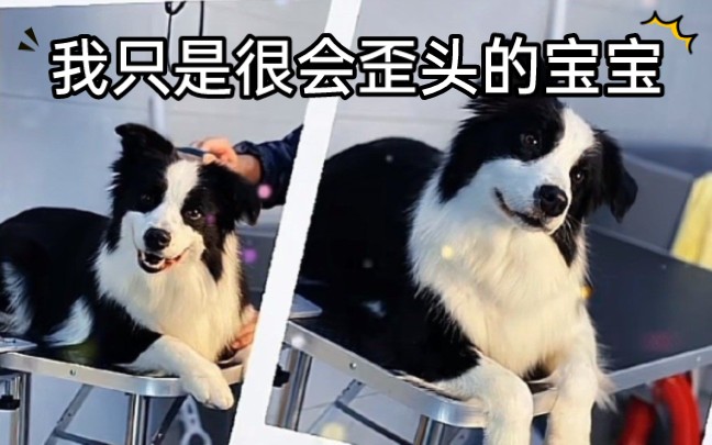 邀请大家看一下世界上最……最最可爱的【宋亚轩×宋鼠标】的歪头杀!