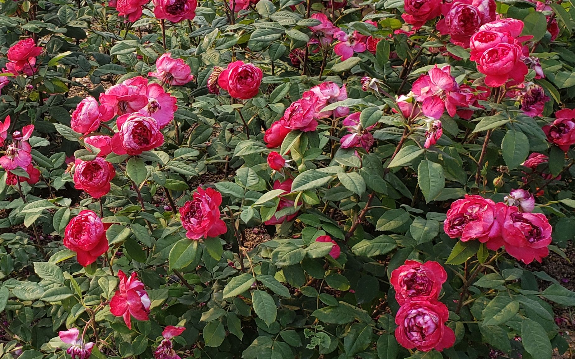 beezy的杰夫月季本杰明布里顿月季园艺花花园