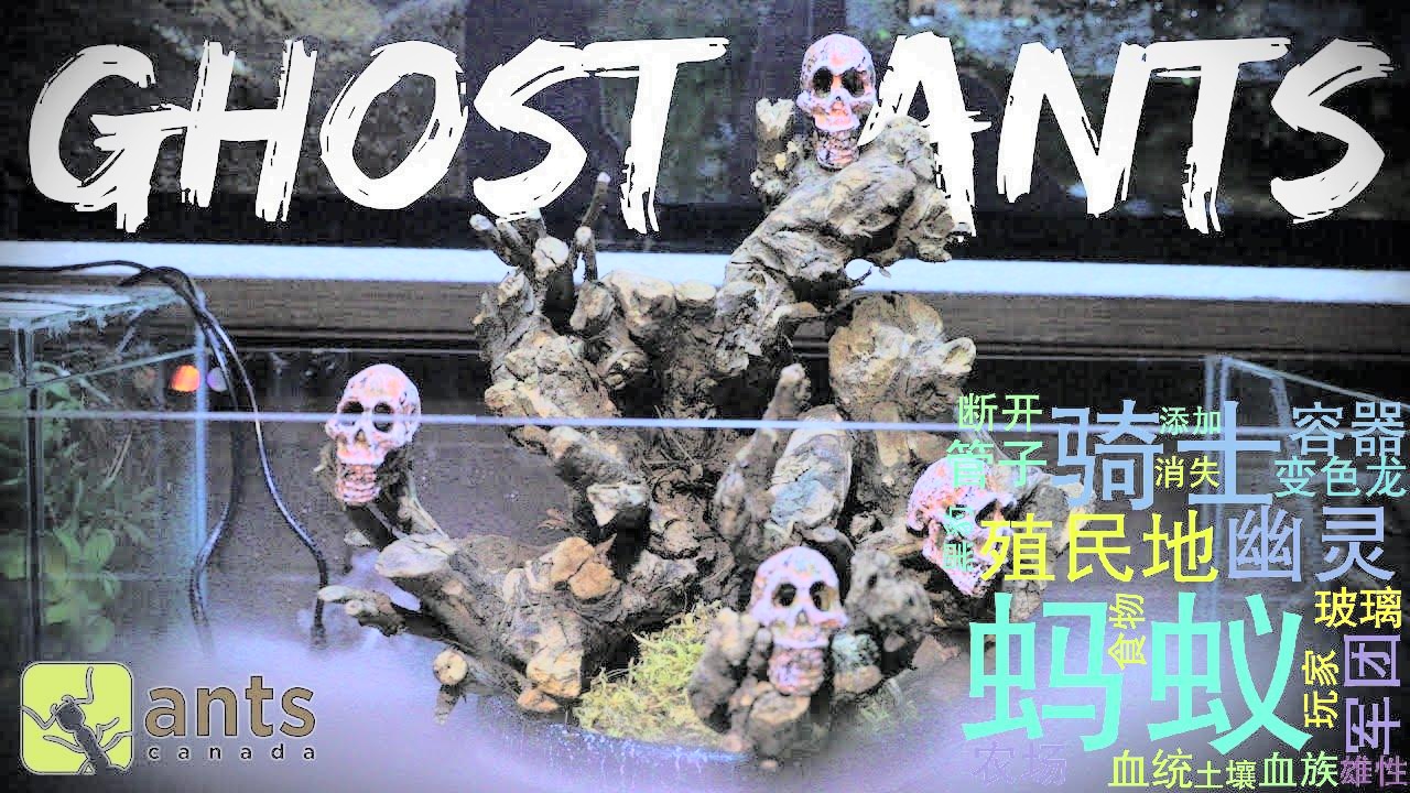 搬antscanada新的骷髅岛的蚂蚁农场蚂蚁鬼万圣节特别pt2