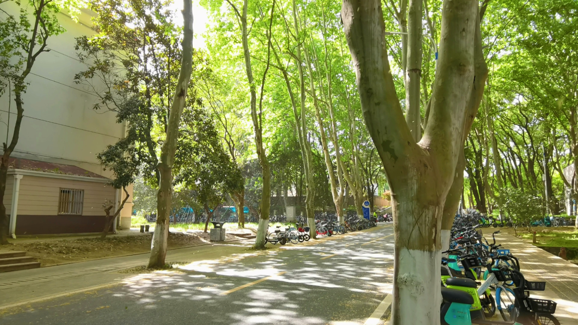 华中科技大学梧桐絮