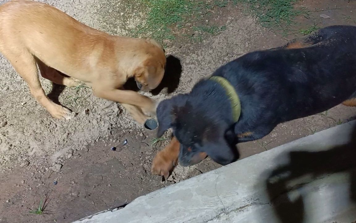 看一只可爱的非洲小土狗刨土,专业刨土机,你喜欢这只小土狗嘛