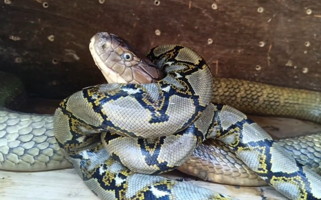 眼镜王蛇和蟒蛇,鹿死谁手?