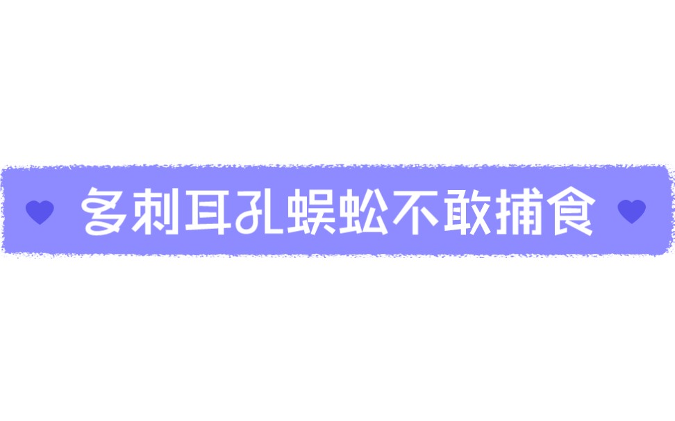 02.01怂怂的屑多刺耳孔蜈蚣不敢捕食