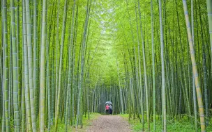 下载视频: [4K] 知られざる絶景 新緑の竹林 若山農場