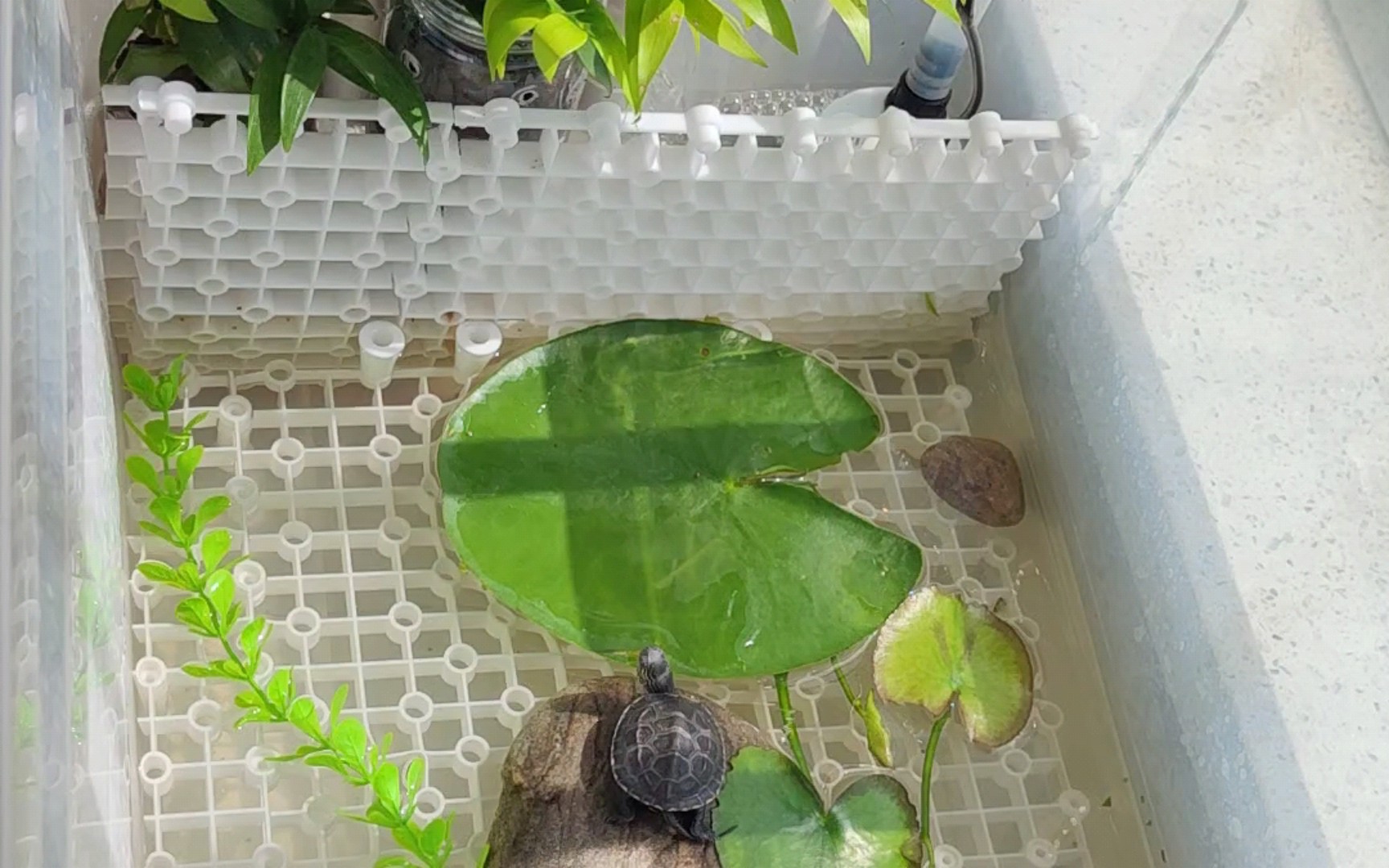 重新布置好的龟缸,适合养小龟苗的龟缸分享!