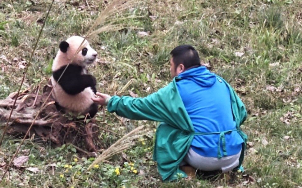 [图]【莽小五】奶爸：犟拐拐，回家吧。身体都在拒绝的莽小五：不要不要。不想回家的莽小五拿捏奶爸不成，被奶爸抱回家了