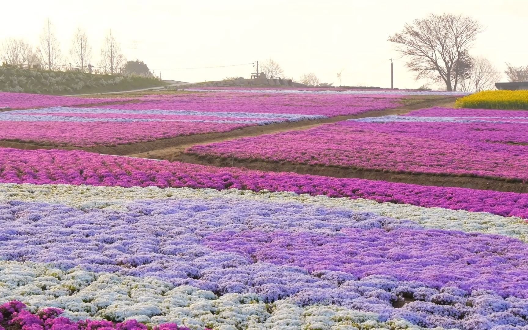 [图]A LAND OF COLOURS（色彩之乡）丨港台影视剧经典背景音乐