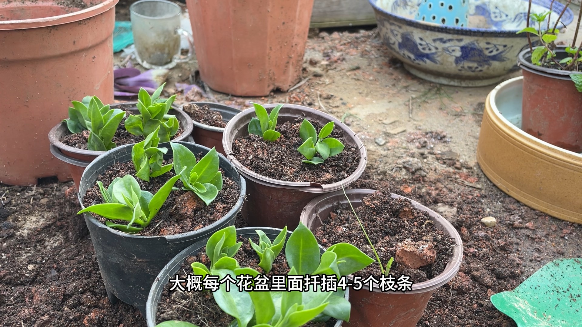 牡丹吊兰花期长花量大,扦插易成活不到1分钟扦插6盆实操扦插教程