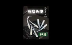 Tải video: 粤鳉-观背青鳉 短鳍天使 鳍光满满