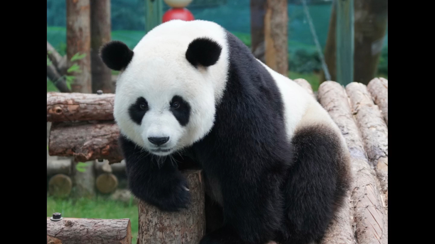 【大熊猫】傲娇小公举妙音