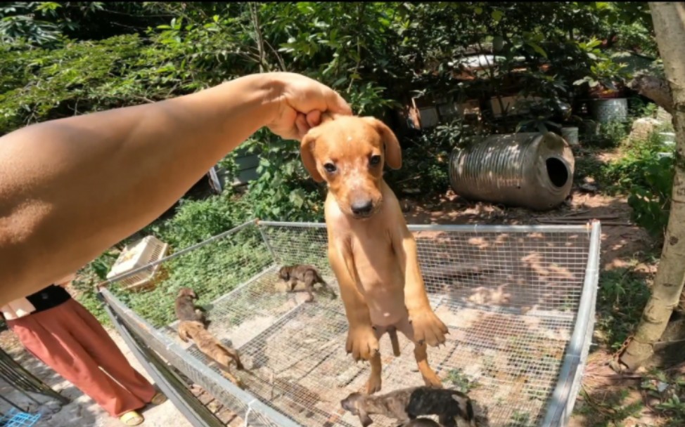 普比猎犬回血普罗特猎犬,一窝6个公母都有,今天打第一针疫苗了