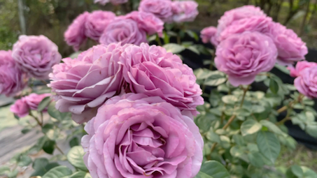 薰衣草门廊月季4月份群开