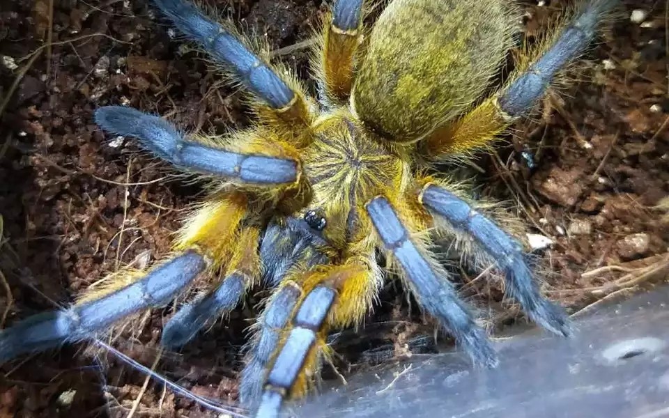 南非蓝腿巴布开箱视频,请关注下我吧.