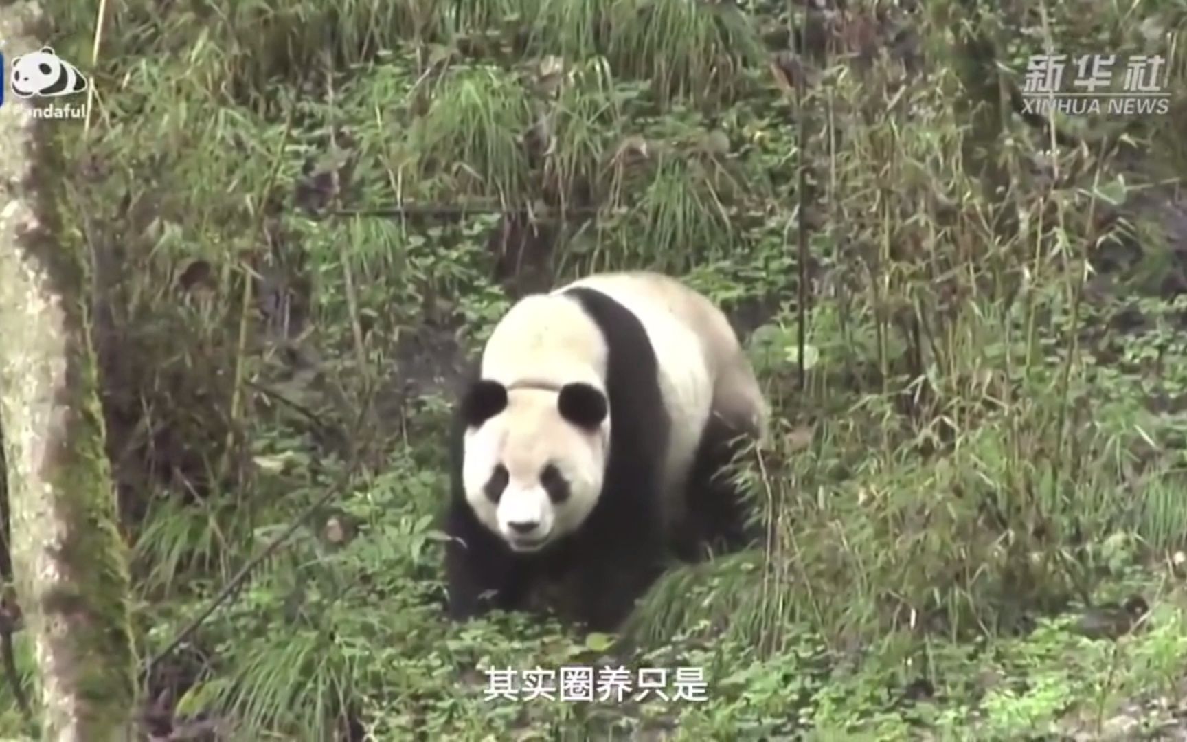 [图]【历史总是重复出现，第一次是正剧，第二次是闹剧，但对于大熊猫全都是悲剧】有几件大事重复出现，贯穿圈养大熊猫的发展史。我会做些解读，进入“九阳真经”的境界——