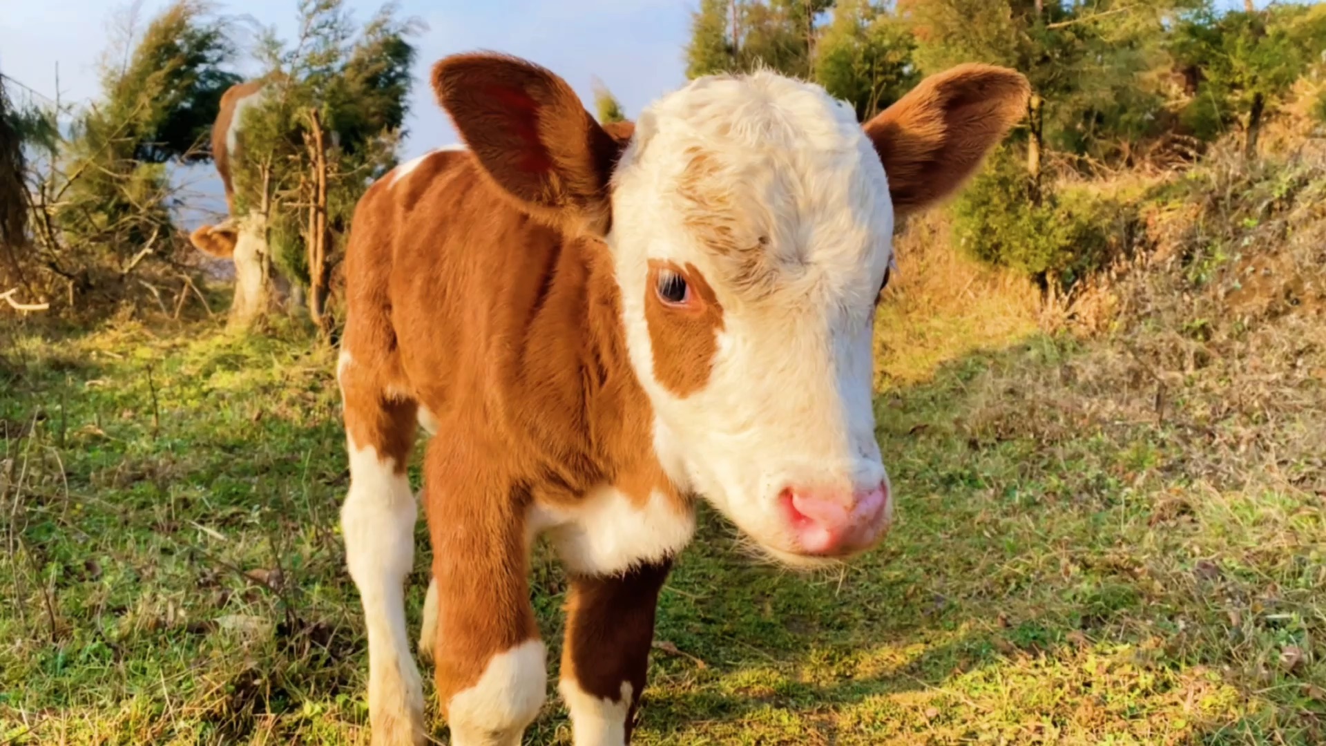 小奶牛也会长大#农村生活