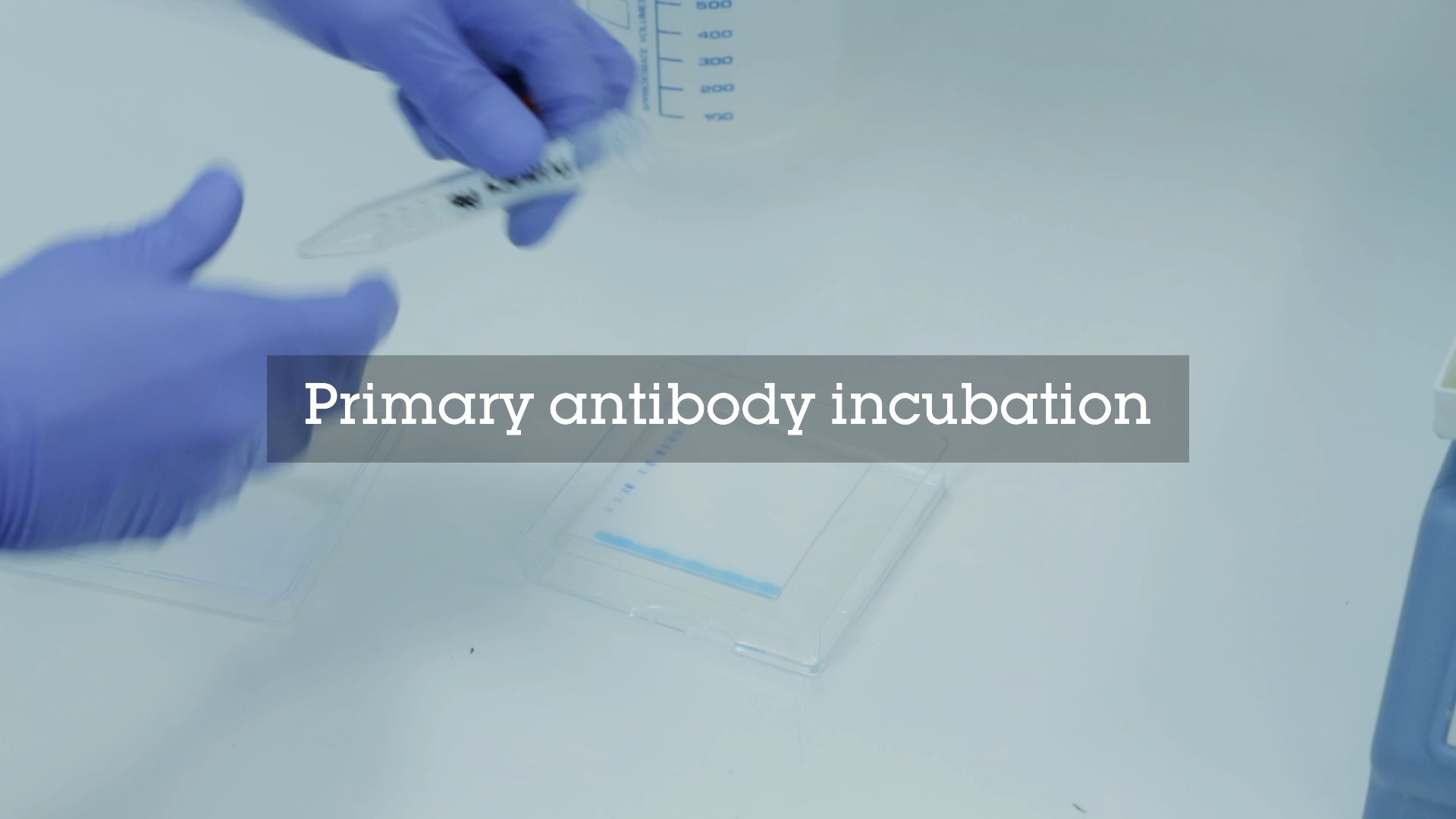 Western Blot Protocol