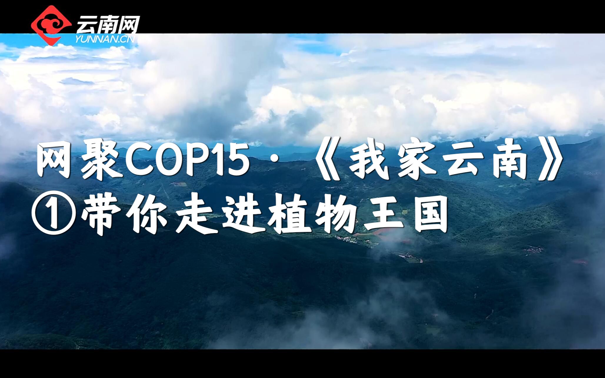 [图]网聚COP15·《我家云南》系列视频①丨带你走进植物王国