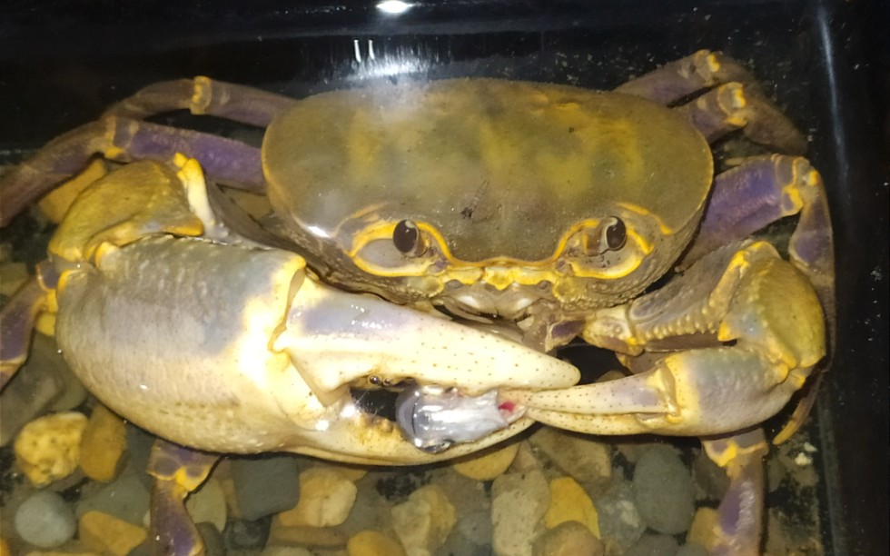 活动  府城海南溪蟹日常喂食