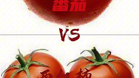 番茄VS西红柿哔哩哔哩bilibili