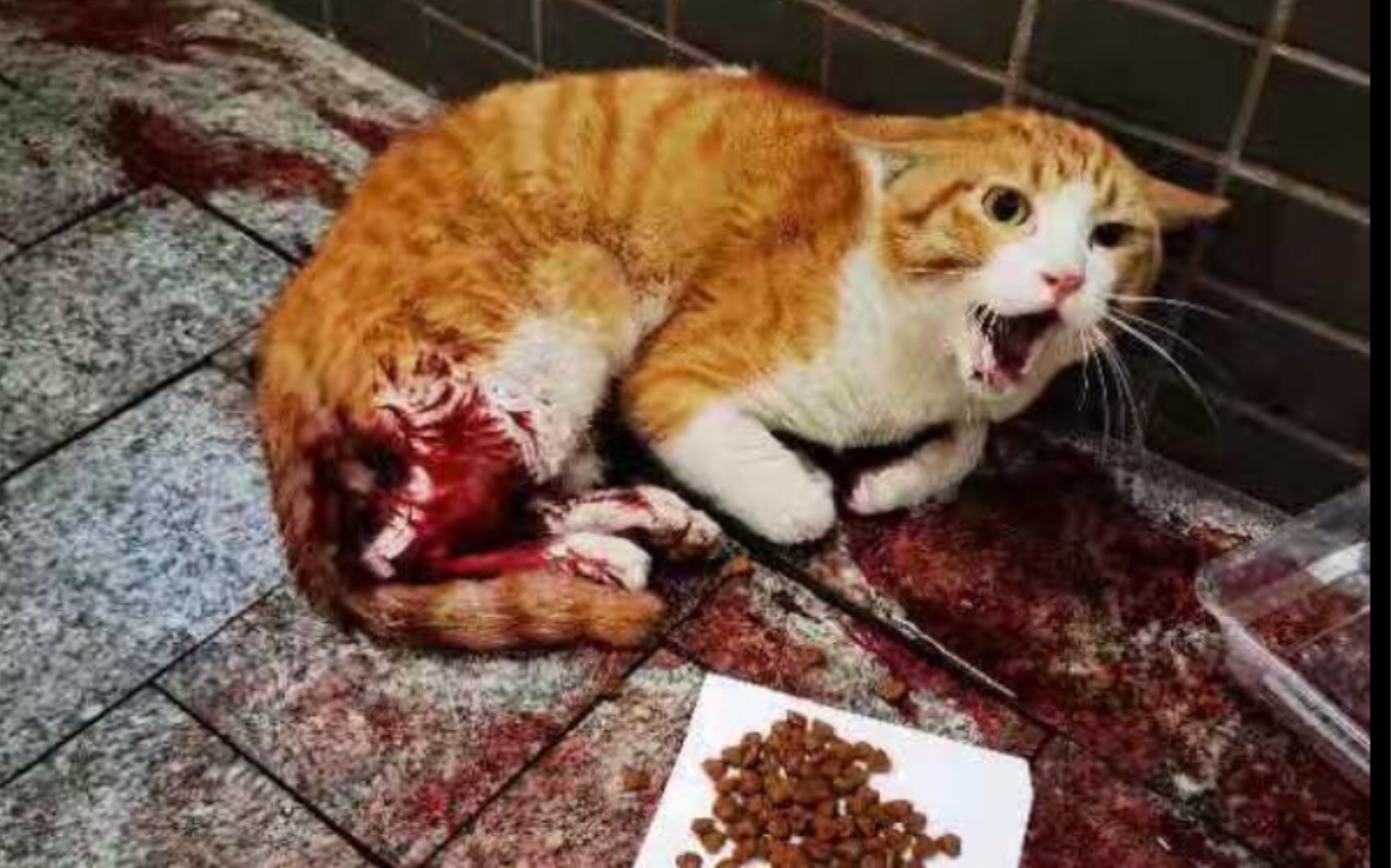 救援疑似被车撞或高楼坠楼的猫咪!