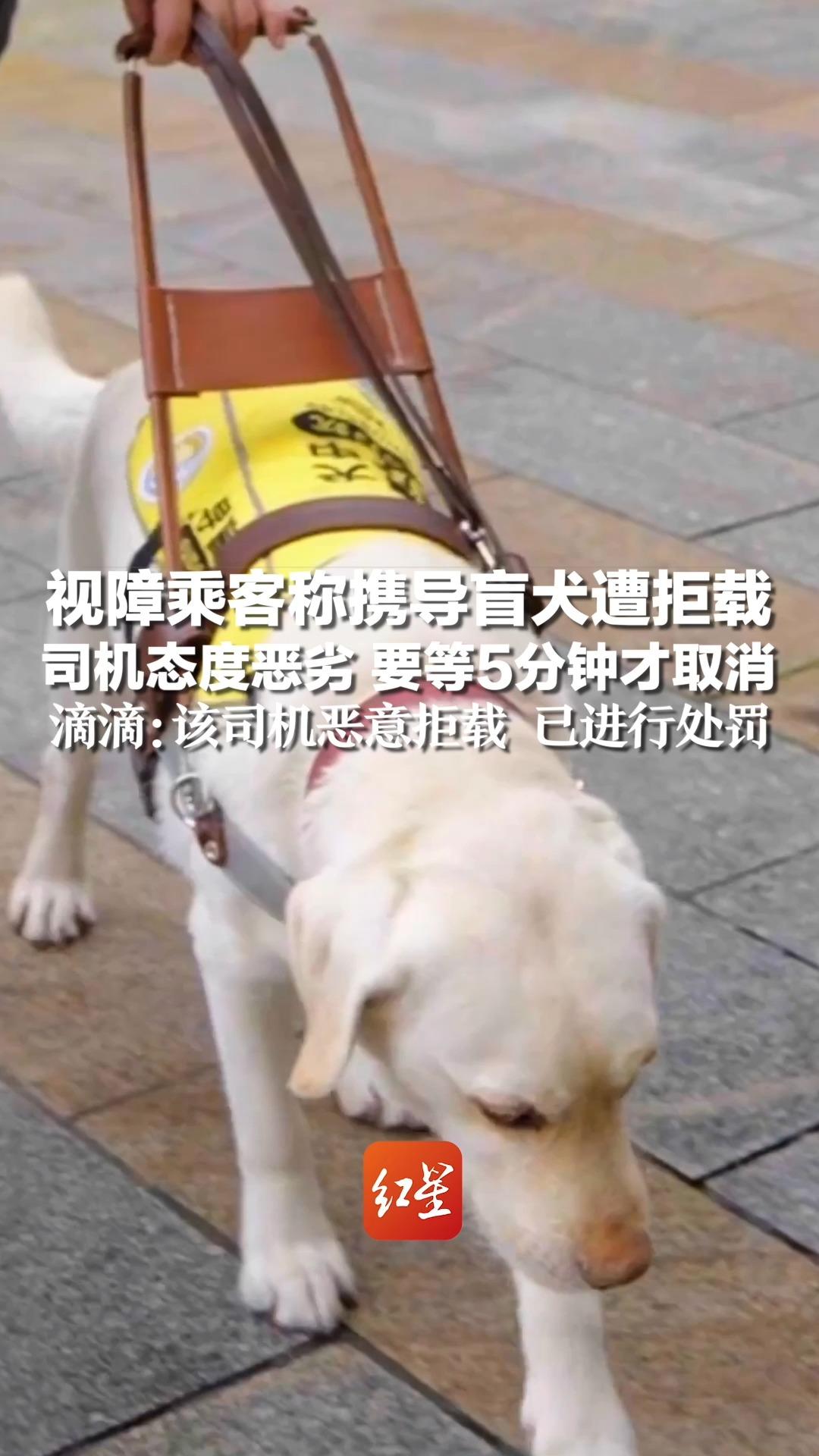 视障乘客称携导盲犬遭拒载,司机态度恶劣 要等5分钟才取消,滴滴:该司机恶意拒载 已进行处罚哔哩哔哩bilibili