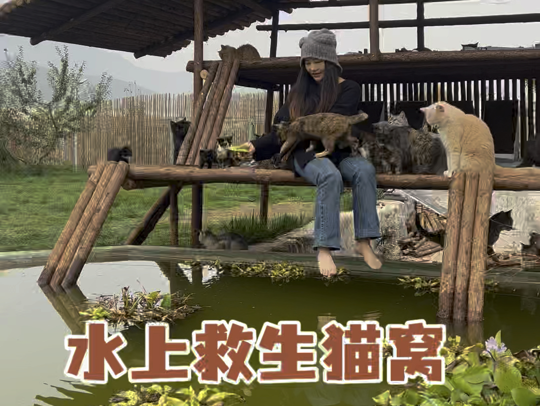 全部流浪猫迁移到新地方后给它们做的第一个猫窝“临水救生猫窝”哔哩哔哩bilibili