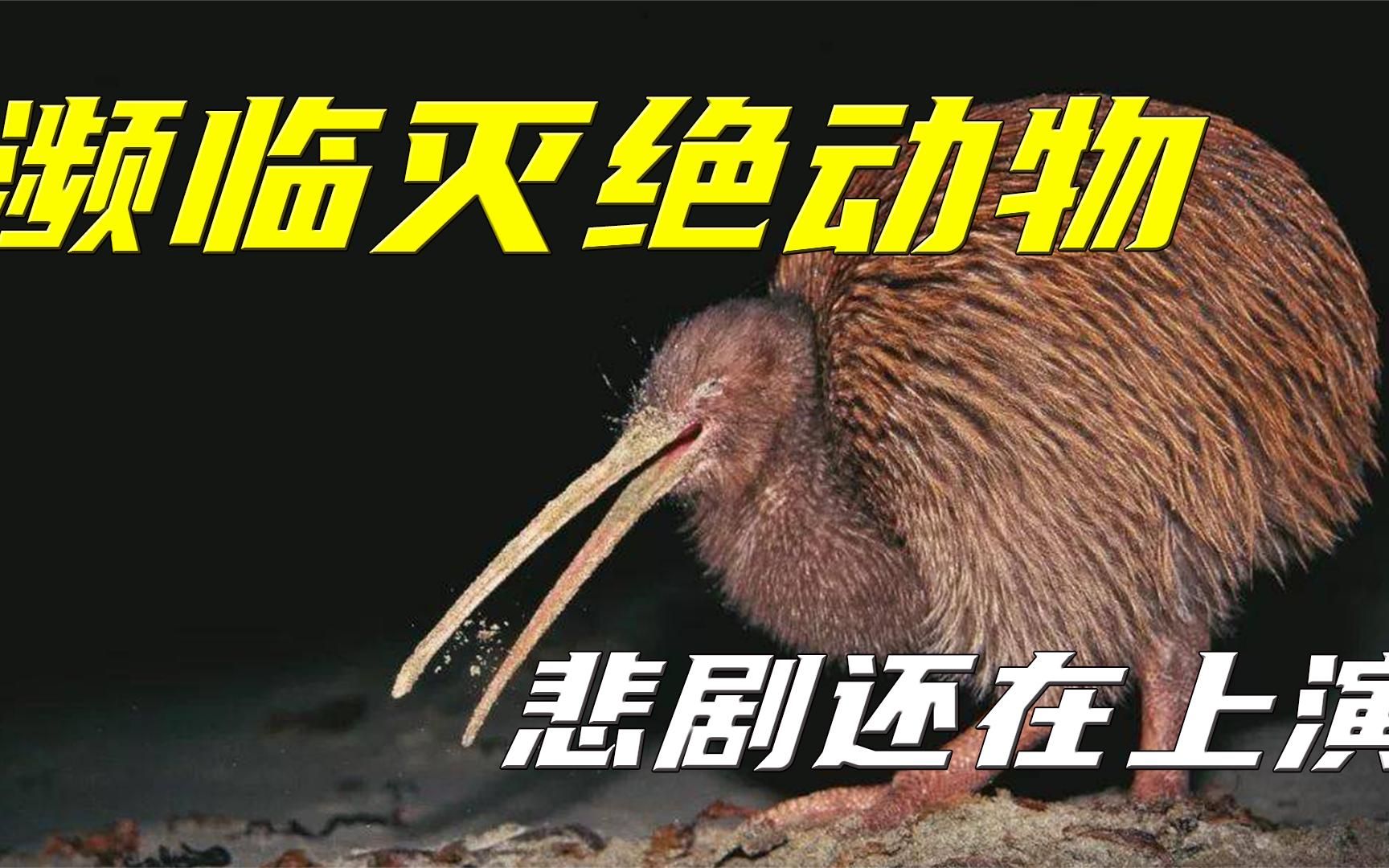 濒临灭绝动物大盘点,到底是什么原因让它们濒临灭绝?