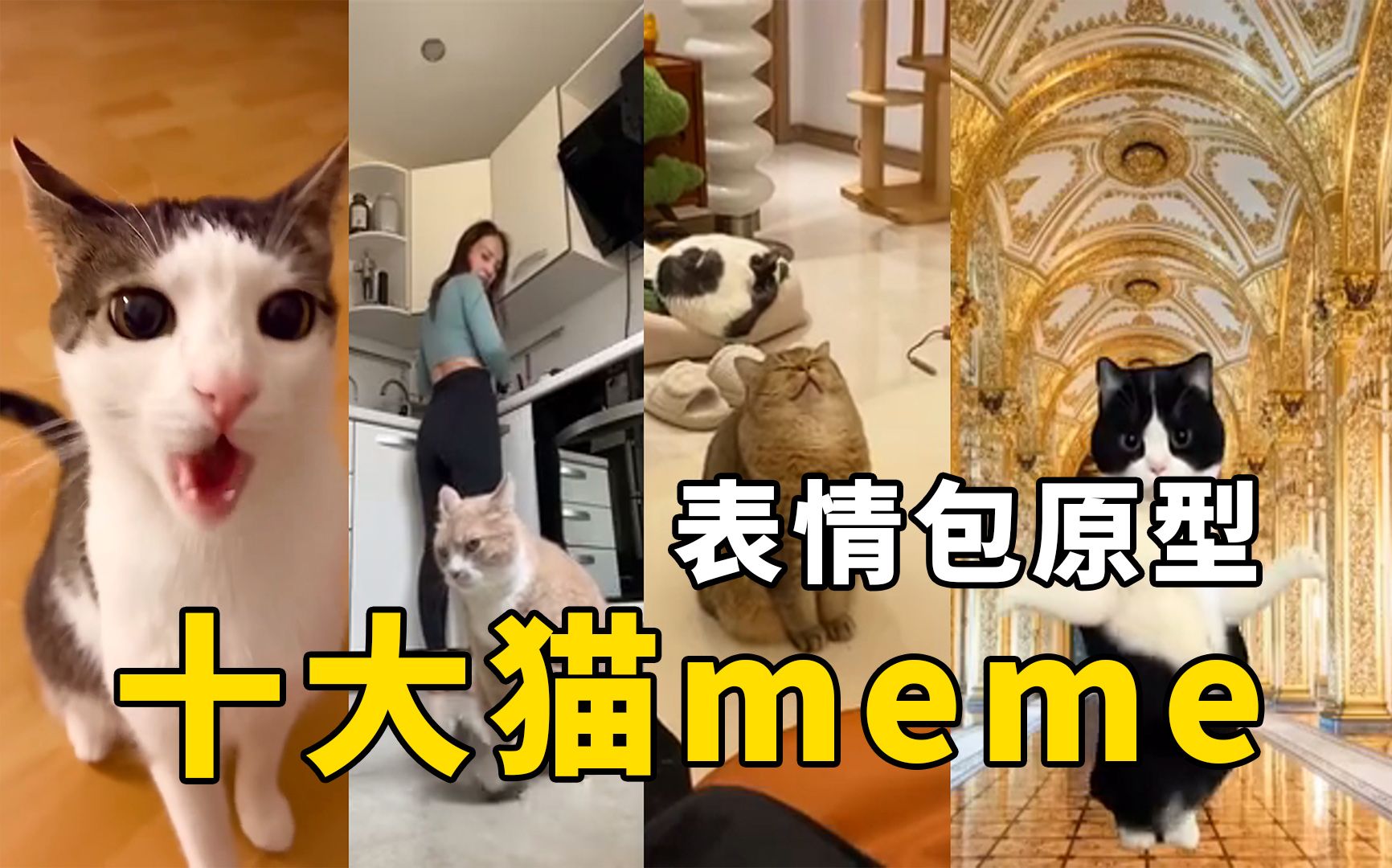 [图]盘点全网最火的10大猫meme原型，快来看看你刷到过哪几个？